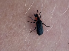 Placopterus thoracicus