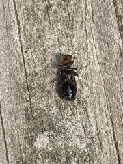 Placopterus thoracicus