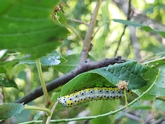 Diloba caeruleocephala