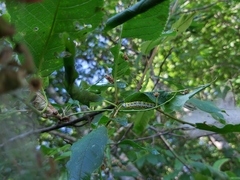 Diloba caeruleocephala