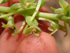 Piperia