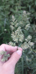 Dactylis glomerata