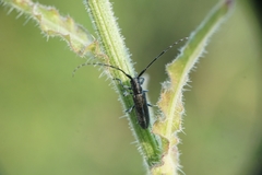 Agapanthia cardui