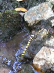 Cordulegaster dorsalis