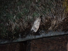 Semioscopis megamicrella