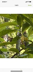 Cananga odorata