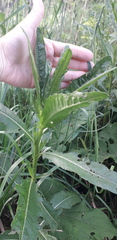 Cirsium arvense