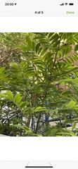 Cananga odorata