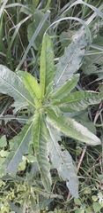 Cirsium arvense