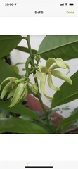 Cananga odorata