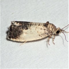 Pseudosciaphila duplex