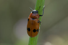 Tituboea sexmaculata