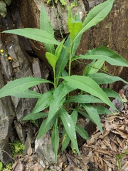 Saussurea parviflora