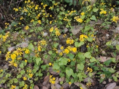 Sinosenecio oldhamianus