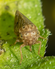 Agallia quadripunctata
