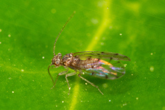 Ectopsocus californicus