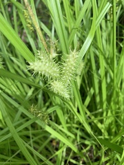 Carex retrorsa