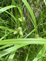 Carex retrorsa