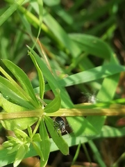 Phyllobius viridicollis