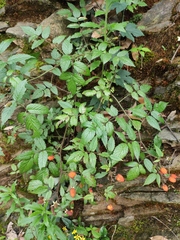 Rubus sumatranus