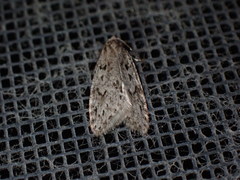 Semioscopis megamicrella