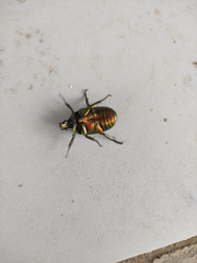 Protaetia orientalis