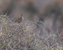 Passerculus sandwichensis beldingi