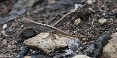 Anolis roquet salinei