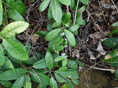 Gynochthodes sublanceolata