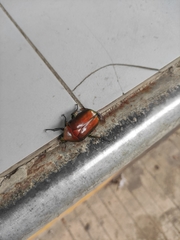 Protaetia orientalis