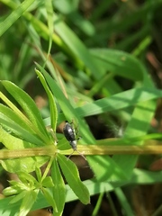 Phyllobius viridicollis
