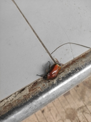 Protaetia orientalis