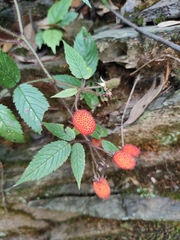 Rubus sumatranus
