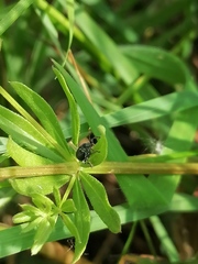 Phyllobius viridicollis