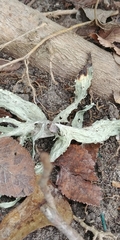 Ramalina celastri