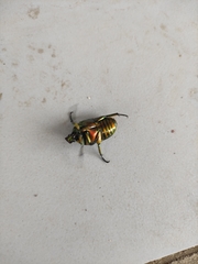 Protaetia orientalis