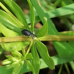 Phyllobius viridicollis
