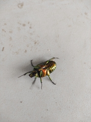 Protaetia orientalis