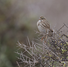 Passerculus sandwichensis rostratus