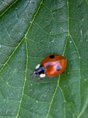 Adalia bipunctata