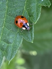 Adalia bipunctata