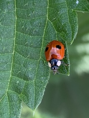 Adalia bipunctata
