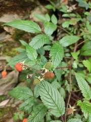 Rubus sumatranus