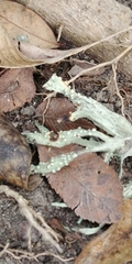 Ramalina celastri