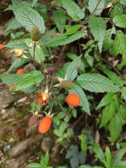 Rubus sumatranus