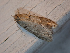 Semioscopis