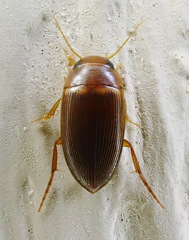 Copelatus caelatipennis