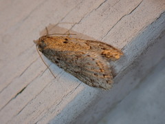 Semioscopis