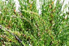 Limbarda crithmoides longifolia