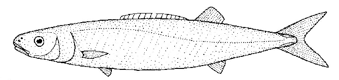 Smalleye Squaretail
